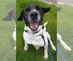Small #16 Labrador Retriever Mix