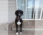 Small Photo #1 Great Dane-Sheepadoodle Mix Puppy For Sale in EGG HARBOR CITY, NJ, USA