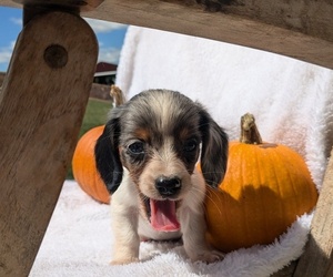 Dachshund Puppy for sale in GOSHEN, IN, USA