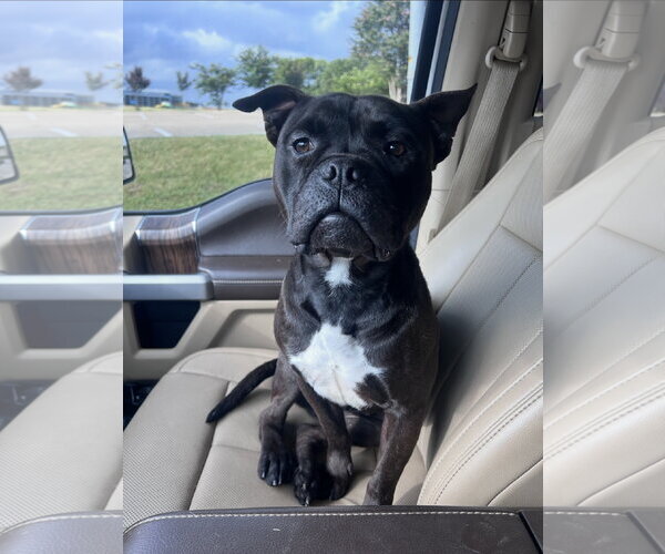 Medium Photo #9 Mutt Puppy For Sale in Euless, TX, USA