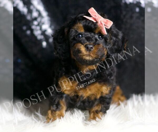 Medium Photo #5 Poodle (Miniature) Puppy For Sale in WARSAW, IN, USA