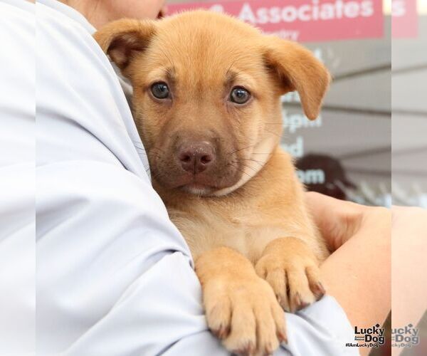 Medium Photo #6 Mutt Puppy For Sale in Washington, DC, USA