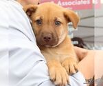 Small #5 Mutt