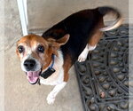 Small #7 Beagle