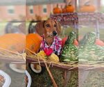 Small Photo #1  Puppy For Sale in , 