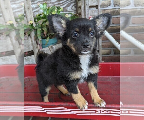 Medium Photo #6 Chihuahua Puppy For Sale in LEBANON, PA, USA