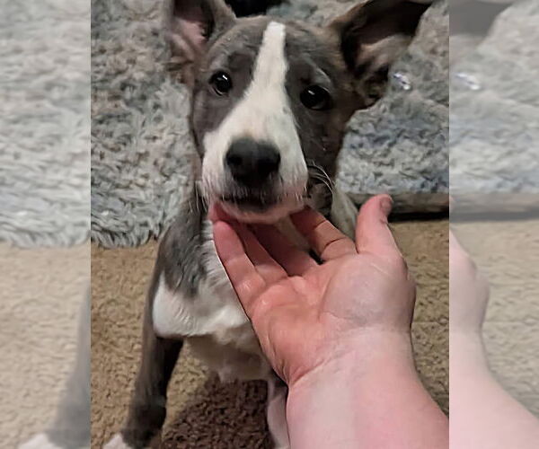 Medium Photo #2 Catahoula Leopard Dog-Unknown Mix Puppy For Sale in Alexander, AR, USA