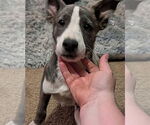 Small #1 Catahoula Leopard Dog Mix