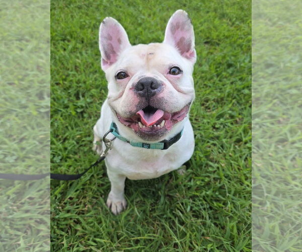 Medium Photo #14 French Bulldog Puppy For Sale in Millsboro, DE, USA