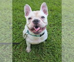 Small Photo #14 French Bulldog Puppy For Sale in Millsboro, DE, USA