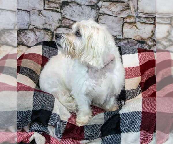 Medium Photo #3 Maltese-Unknown Mix Puppy For Sale in Kennesaw, GA, USA