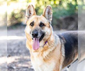 German Shepherd Dog Dogs for adoption in Camarillo, CA, USA