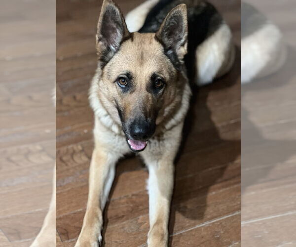 Medium Photo #2 German Shepherd Dog Puppy For Sale in New Hill, NC, USA