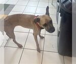 Small Boxer
