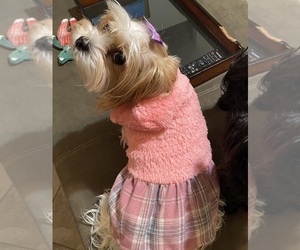 Mother of the Biewer Yorkie-Shorkie Tzu Mix puppies born on 03/22/2025