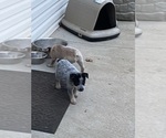 Puppy Puppy 1 Australian Cattle Dog