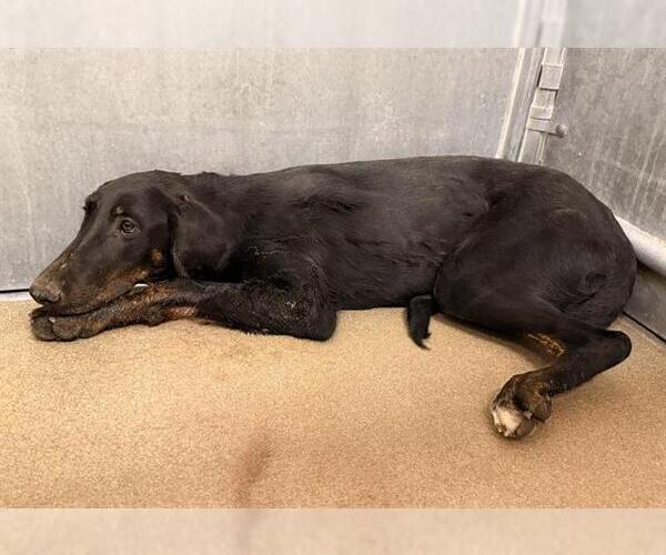 Medium Photo #1 Doberman Pinscher Puppy For Sale in HESPERIA, CA, USA