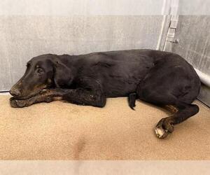 Doberman Pinscher Dogs for adoption in HESPERIA, CA, USA