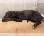 Small Doberman Pinscher