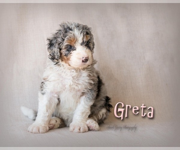 Medium Photo #2 Bernedoodle Puppy For Sale in WEST SALEM, OH, USA