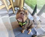 Small #11 American Staffordshire Terrier-Bulldog Mix