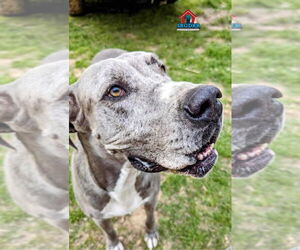 Great Dane Dogs for adoption in Bullard, TX, USA