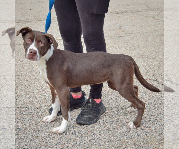 Medium Photo #2 American Staffordshire Terrier-Boxer Mix Puppy For Sale in Huntley, IL, USA