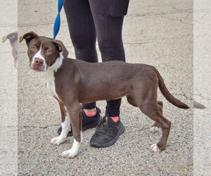 Kibby - Female American Staffordshire Terrier-Boxer Mix Dog for Adoption - Photo #2