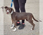 Small Photo #2 American Staffordshire Terrier-Boxer Mix Puppy For Sale in Huntley, IL, USA