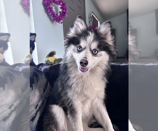 Medium Photo #1 Pomsky Puppy For Sale in HOMELAND, CA, USA