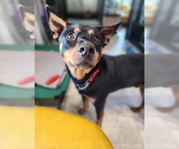 Medium Photo #3 Australian Kelpie-Miniature Pinscher Mix Puppy For Sale in garner, NC, USA