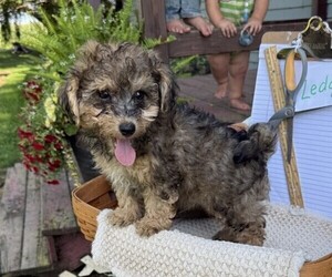 Yorkshire Terrier Puppy for sale in THORP, WI, USA