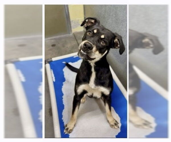 Medium Photo #4 Boxer-Siberian Husky Mix Puppy For Sale in Aurora, IN, USA