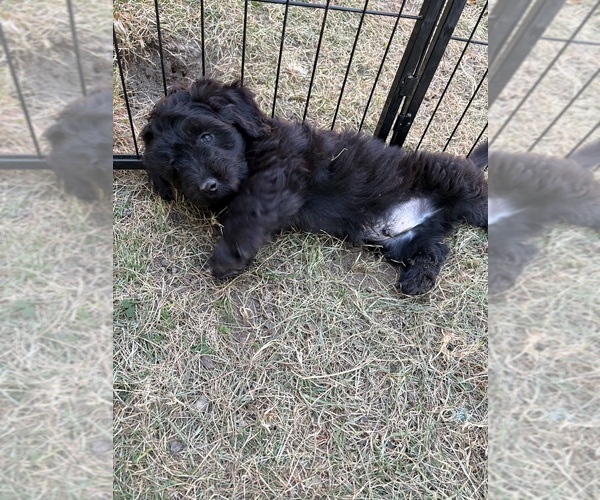 Medium Photo #6 Aussiedoodle-Labradoodle Mix Puppy For Sale in WAYNESFIELD, OH, USA