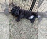 Small #5 Aussiedoodle-Labradoodle Mix