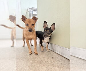 Rolo and Finny - Male Chihuahua-Unknown Mix Dog for Adoption - Photo #3