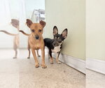 Small Photo #3 Chihuahua-Unknown Mix Puppy For Sale in oakland, FL, USA