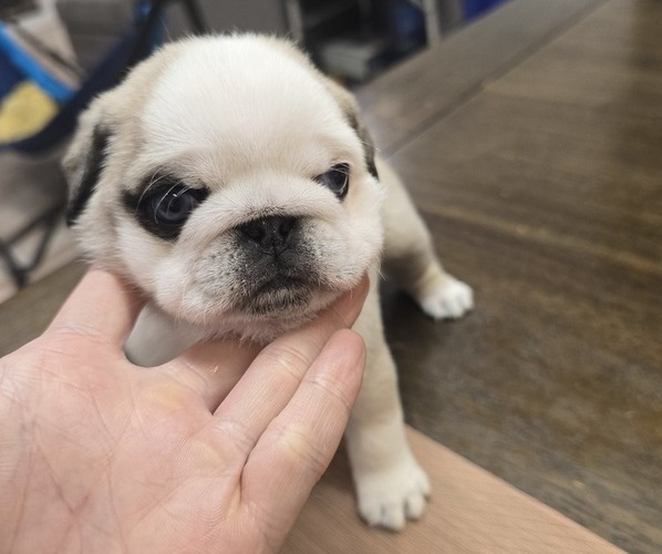 Medium Photo #4 Pug Puppy For Sale in BANNING, CA, USA