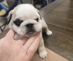 Small #3 Pug