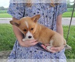 Small #2 Pembroke Welsh Corgi