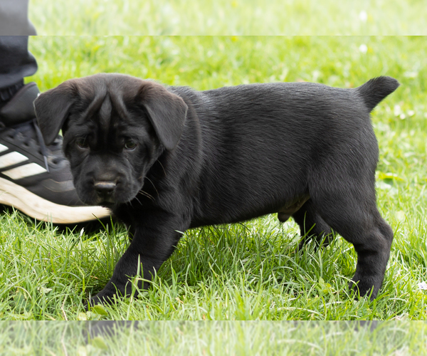 Medium Photo #1 Cocker-Pei Puppy For Sale in MILLERSBURG, IN, USA