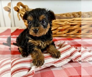 YorkiePoo Puppy for sale in COTTONTOWN, TN, USA