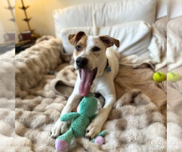 Medium Photo #2 Labrador Retriever-Unknown Mix Puppy For Sale in Washington, DC, USA