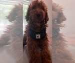 Small #8 Poodle (Miniature)