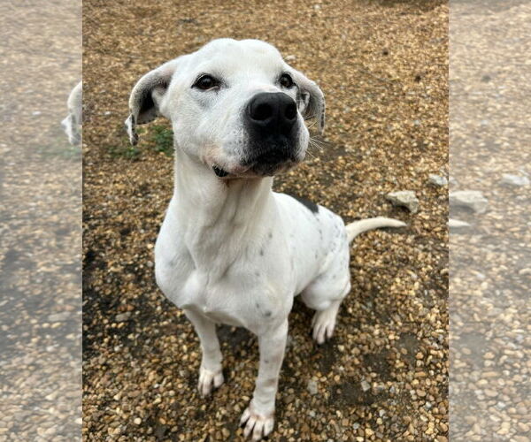Medium Photo #4 American Bulldog-Pointer Mix Puppy For Sale in Anniston, AL, USA