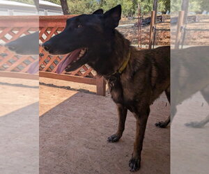 Mutt Dogs for adoption in Modesto, CA, USA