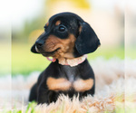 Puppy Pixiebean AKC Dachshund