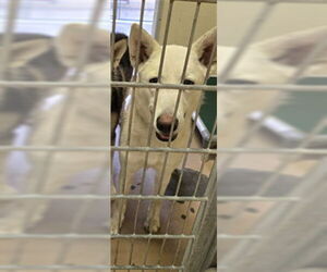 Siberian Husky Dogs for adoption in Texas City, TX, USA