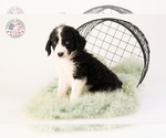 Small Photo #26 Saint Berdoodle Puppy For Sale in LEAVENWORTH, IN, USA