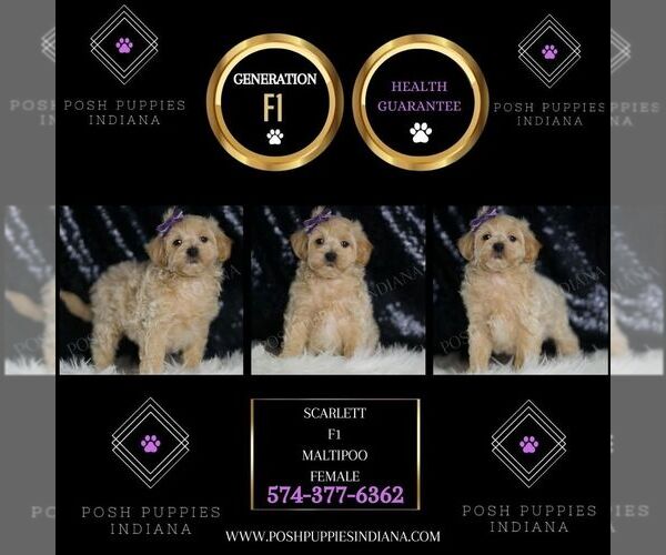 Medium Photo #2 Maltipoo Puppy For Sale in WARSAW, IN, USA